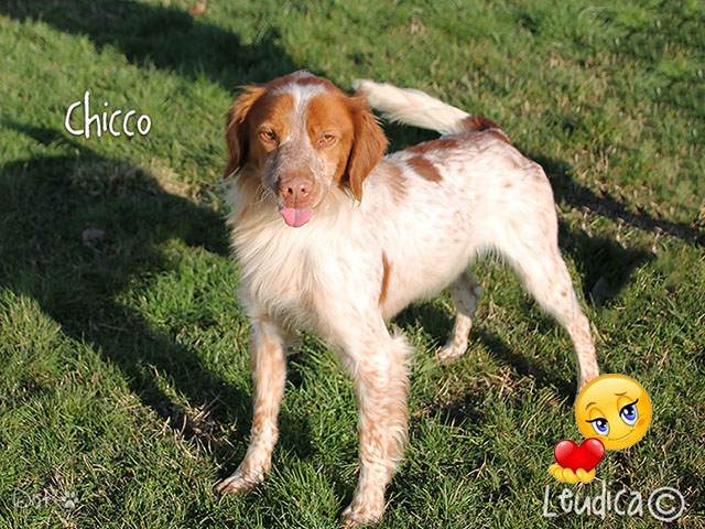 Chicco ha trovato famiglia!